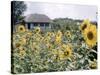 Russian Look of the Land Essay: Field of Blooming Sunflowers on Farm-Howard Sochurek-Stretched Canvas