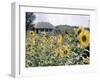 Russian Look of the Land Essay: Field of Blooming Sunflowers on Farm-Howard Sochurek-Framed Photographic Print