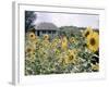 Russian Look of the Land Essay: Field of Blooming Sunflowers on Farm-Howard Sochurek-Framed Photographic Print