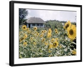 Russian Look of the Land Essay: Field of Blooming Sunflowers on Farm-Howard Sochurek-Framed Photographic Print