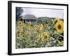 Russian Look of the Land Essay: Field of Blooming Sunflowers on Farm-Howard Sochurek-Framed Photographic Print