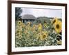 Russian Look of the Land Essay: Field of Blooming Sunflowers on Farm-Howard Sochurek-Framed Photographic Print