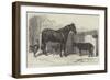 Russian Pony and Sheep from Bomarsund, Brought by Captain Hall, HMS Hecla-Benjamin Herring-Framed Giclee Print