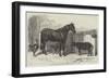 Russian Pony and Sheep from Bomarsund, Brought by Captain Hall, HMS Hecla-Benjamin Herring-Framed Giclee Print