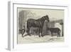 Russian Pony and Sheep from Bomarsund, Brought by Captain Hall, HMS Hecla-Benjamin Herring-Framed Giclee Print