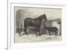 Russian Pony and Sheep from Bomarsund, Brought by Captain Hall, HMS Hecla-Benjamin Herring-Framed Giclee Print