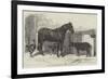 Russian Pony and Sheep from Bomarsund, Brought by Captain Hall, HMS Hecla-Benjamin Herring-Framed Giclee Print