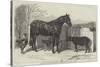 Russian Pony and Sheep from Bomarsund, Brought by Captain Hall, HMS Hecla-Benjamin Herring-Stretched Canvas