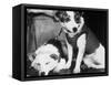 Russian Space Dogs Belka and Strelka-null-Framed Stretched Canvas