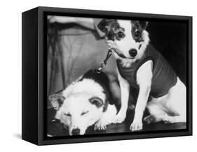 Russian Space Dogs Belka and Strelka-null-Framed Stretched Canvas