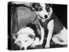 Russian Space Dogs Belka and Strelka-null-Stretched Canvas