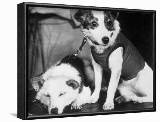 Russian Space Dogs Belka and Strelka-null-Framed Photographic Print