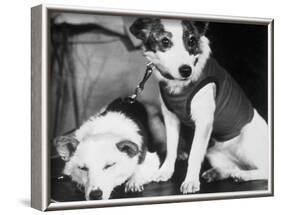 Russian Space Dogs Belka and Strelka-null-Framed Photographic Print