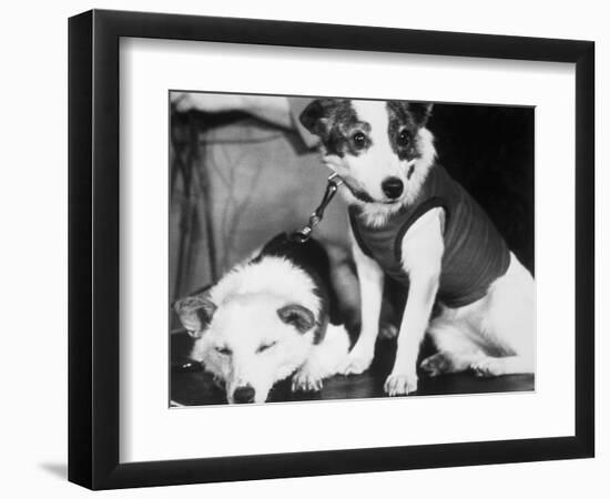 Russian Space Dogs Belka and Strelka-null-Framed Photographic Print