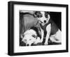Russian Space Dogs Belka and Strelka-null-Framed Photographic Print
