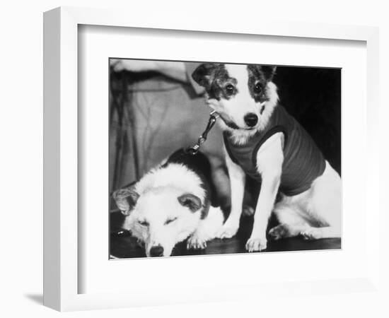 Russian Space Dogs Belka and Strelka-null-Framed Photographic Print