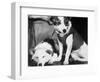 Russian Space Dogs Belka and Strelka-null-Framed Photographic Print