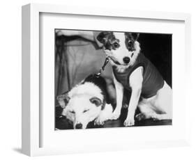 Russian Space Dogs Belka and Strelka-null-Framed Photographic Print