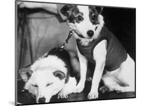 Russian Space Dogs Belka and Strelka-null-Mounted Photographic Print