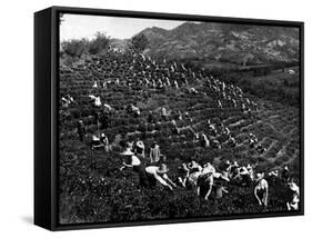 Russian Tea Plantation-null-Framed Stretched Canvas