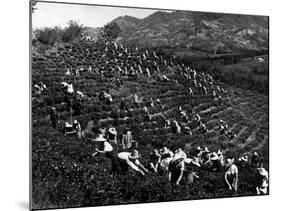 Russian Tea Plantation-null-Mounted Photographic Print