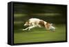 Russian Wolfhound Running-null-Framed Stretched Canvas