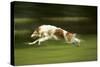 Russian Wolfhound Running-null-Stretched Canvas