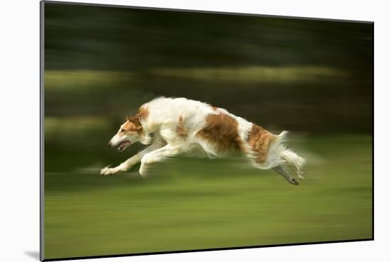 Russian Wolfhound Running-null-Mounted Photographic Print