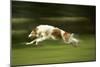 Russian Wolfhound Running-null-Mounted Photographic Print