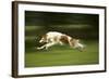 Russian Wolfhound Running-null-Framed Photographic Print