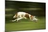 Russian Wolfhound Running-null-Mounted Photographic Print