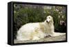 Russian Wolfhound-null-Framed Stretched Canvas