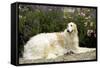 Russian Wolfhound-null-Framed Stretched Canvas