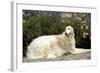 Russian Wolfhound-null-Framed Photographic Print