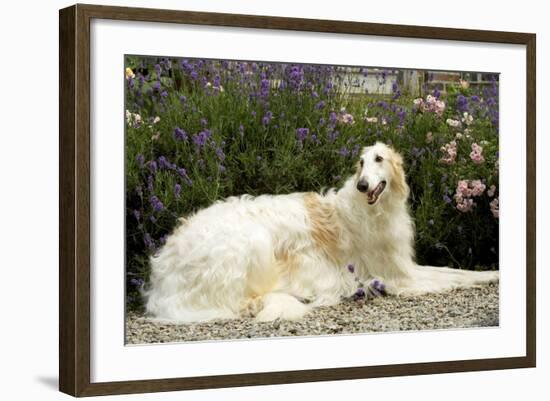 Russian Wolfhound-null-Framed Photographic Print