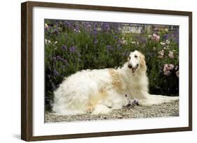 Russian Wolfhound-null-Framed Photographic Print