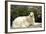 Russian Wolfhound-null-Framed Photographic Print