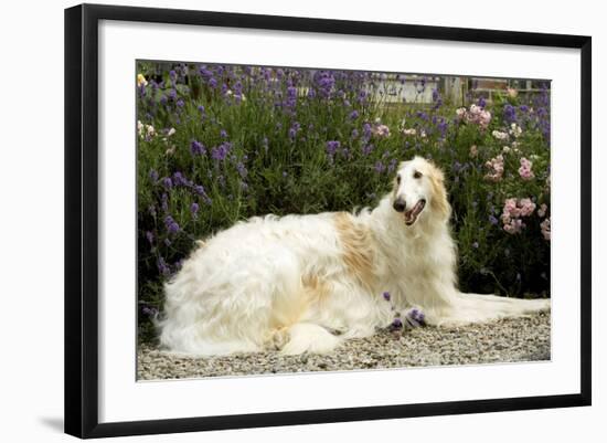 Russian Wolfhound-null-Framed Photographic Print