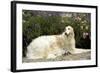 Russian Wolfhound-null-Framed Photographic Print