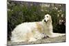 Russian Wolfhound-null-Mounted Photographic Print