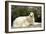 Russian Wolfhound-null-Framed Photographic Print