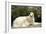 Russian Wolfhound-null-Framed Photographic Print