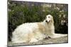 Russian Wolfhound-null-Mounted Photographic Print