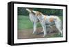 Russian Wolfhound-Louis Agassiz Fuertes-Framed Stretched Canvas