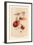 Russula Emetila-William Hamilton Gibson-Framed Art Print