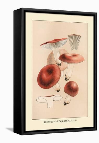 Russula Emetila-William Hamilton Gibson-Framed Stretched Canvas