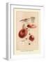 Russula Emetila-William Hamilton Gibson-Framed Art Print