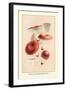 Russula Emetila-William Hamilton Gibson-Framed Art Print