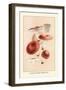 Russula Emetila-William Hamilton Gibson-Framed Art Print