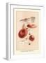 Russula Emetila-William Hamilton Gibson-Framed Art Print